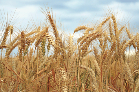 Crop reports