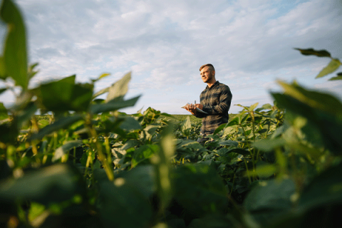 Crop report: Small grains down