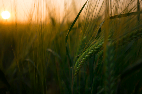 Crop report