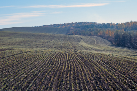 Wheat Crop