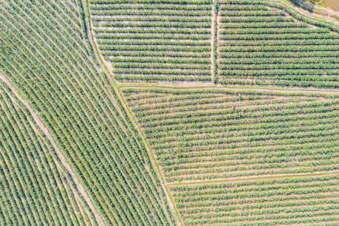Crop report