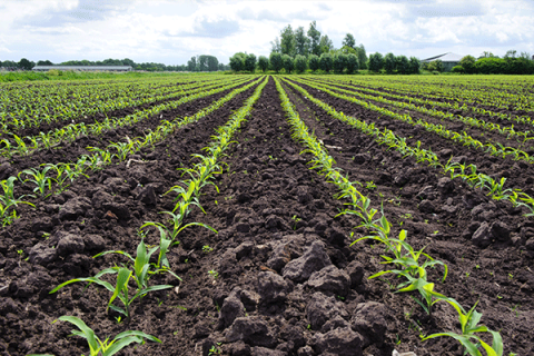 Crop report: Small grains are mixed