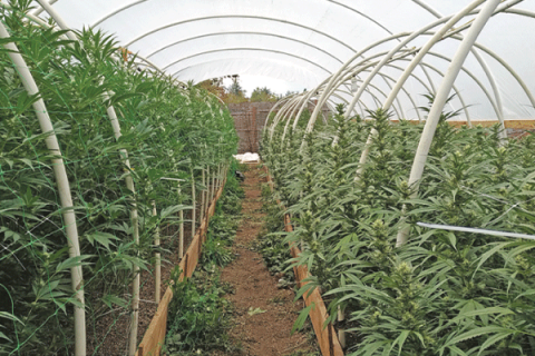 black market marijuana