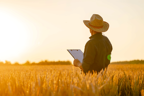 Crop Report 