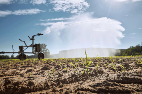 Crop report