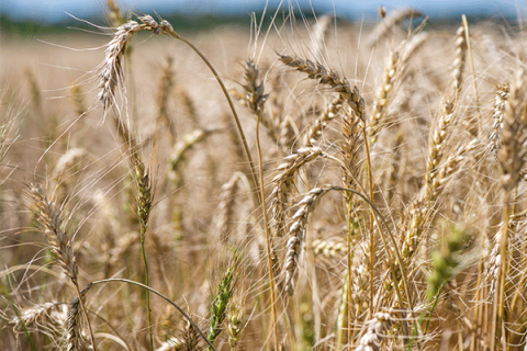 Small grains down  