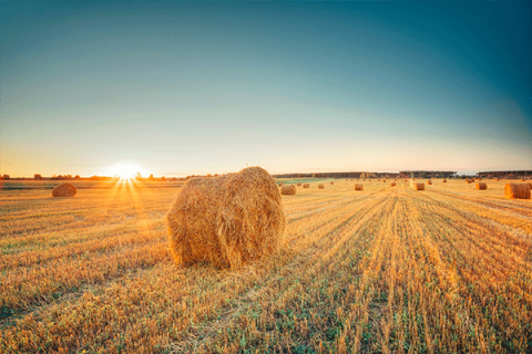 Crop report