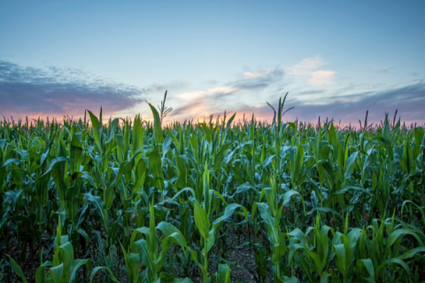 Crop Report in Oklahoma
