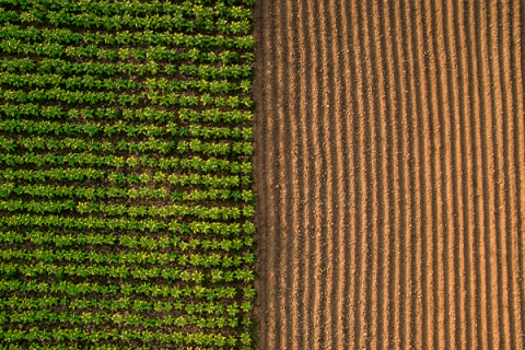 Crop Report 