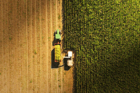 Truck harvesting in a field