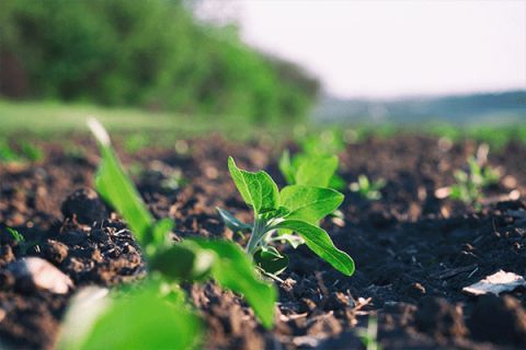 Crop reports: Small grains mostly down