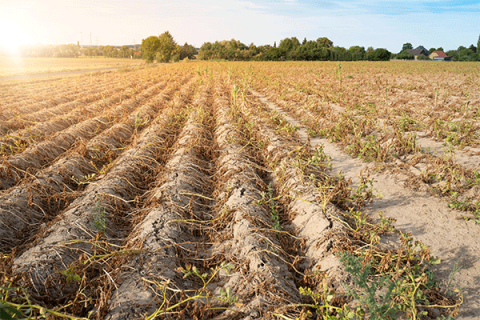 Crop report: Drought unchanged, oats down