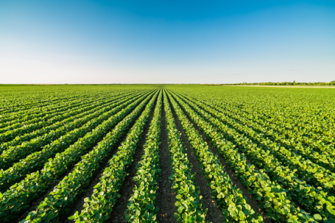 crop reports