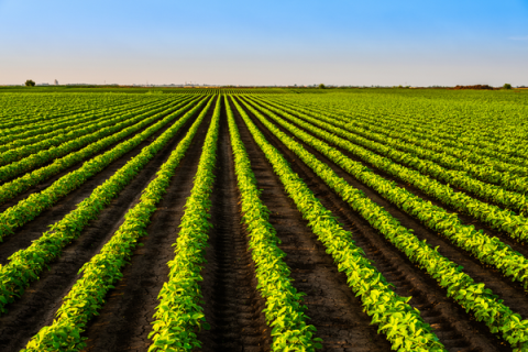 Crop Report