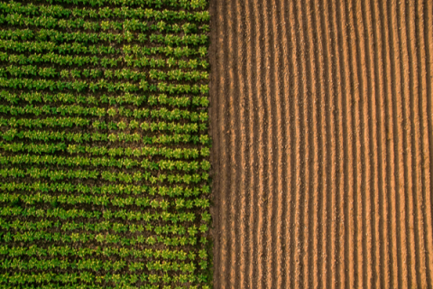 Crop report: Drought conditions worsen. Photo Provided. 