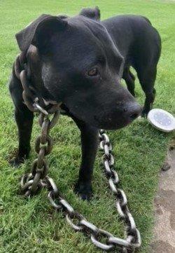 This dog, found in the summer of 2020 with the chain padlocked around its neck, prompted state Rep. Mickey Dollens to file legislation intended to prevent abuse of animals.