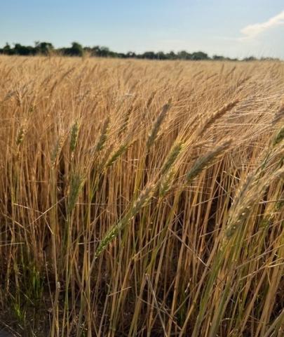  This photo of a wheat field approximately a mile and a half south of the Lawton Speedway on Sheridan Road was taken earlier this month.  DAVID HALE/FOR SOUTHWEST LEDGER