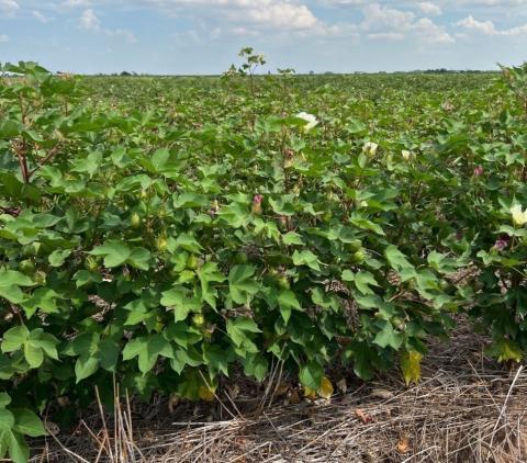 This cotton field is located on the east side of Oklahoma 36 north of Grandfield and was photographed on Sept. 14.  Ledger photo by David B. Hale