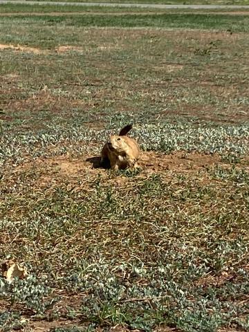 A prairie dog perches on its burrow Sept. 14 in Elmer Thomas Park. The city of Lawton will launch a campaign designed to cull, but not eradicate, the prairie dog population in mid-October. Eric Swanson/Staff photo