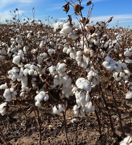 This healthy stand of dryland cotton was seen Saturday, Nov. 19, on 82nd Street just north of SW Woodlawn Road, on the southwest side of Lawton. David Misener, vice president of U.S. Custom Harvesters, told KC Sheperd of the Oklahoma Farm Report that cotton fields this year seem to be producing “better than a bale an acre.” LEDGER PHOTO/DAVID B. HALE