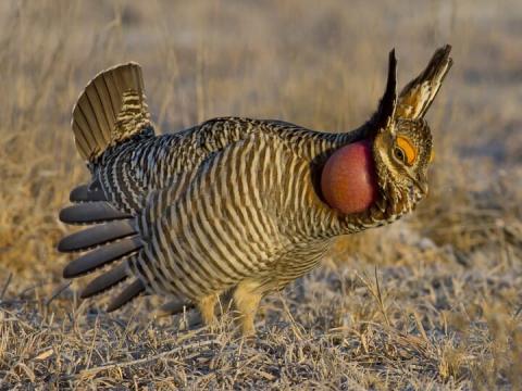 Five states, including Oklahoma, have joined hands in a coalition to sue the Biden administration over its plan to declare the lesser prairie chicken as an endangered species. ALEX EBERTS | MACAULEY LIBRARY, CORNELL UNIVERSITY
