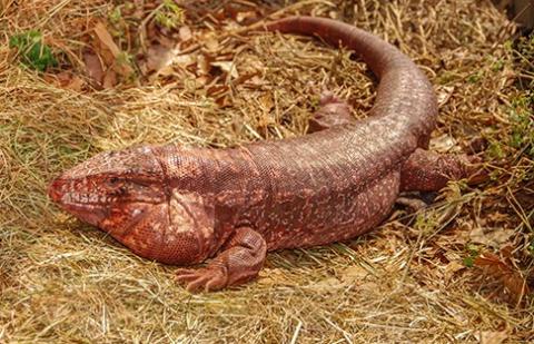 Multiple tegu species have been found in South Florida. The red tegu, shown here, can reach up to 4½ feet in length. Tegus eat fruits, vegetables, eggs, insects, dog or cat food, and small animals such as lizards and rodents. The growing and spreading population of tegus is a threat to native wildlife such as sea turtles, ground-nesting birds and small mammals. PHOTO CENTER FOR INVASIVE SPECIES AND ECOSYSTEM HEALTH, UNIVERSITY OF GEORGIA