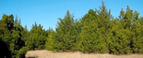 Redcedar trees proliferating throughout Oklahoma guzzle water and spread allergens. OKLAHOMA FORESTRY SERVICES