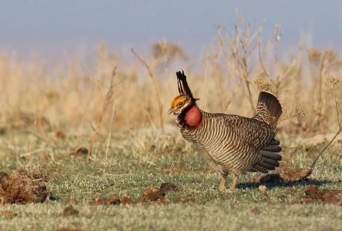 Lesser prairie chicken. NATIONAL RESOURCE CONSERVATION SERVICE