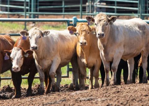 A herd of feeder cattle react warily to a photographer. OKLAHOMA STATE UNIVERSITY