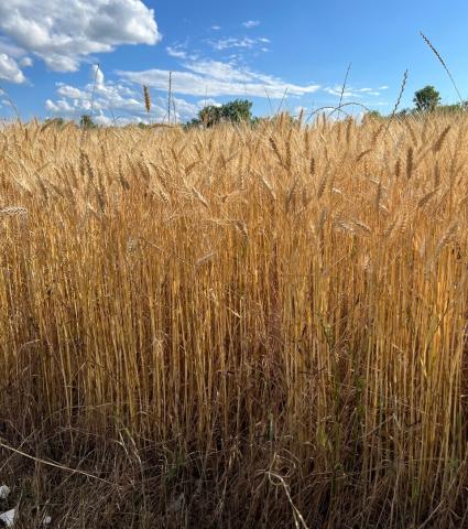 Hip-high wheat on a Cameron University farm off SW 38th St. May 29 awaits harvesting. DAVID B. HALE | SOUTHWEST LEDGER