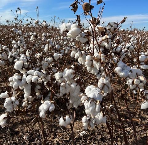 Shown is a field of 100% dryland cotton last November on SW 82nd Street just north of Woodlawn Road at the southwest edge of Lawton. DAVID B. HALE | SOUTHWEST LEDGER