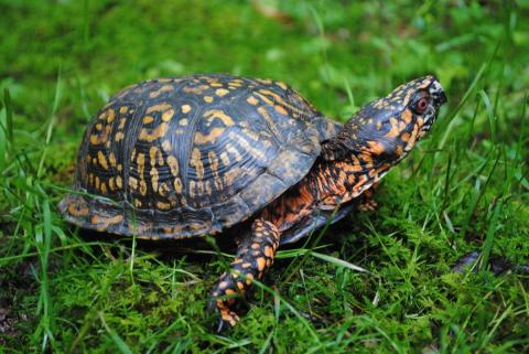 A Virginia man was sentenced to six months’ imprisonment for trafficking in eastern box turtles such as this one. FILE