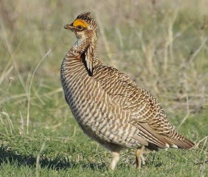 Federal judge scraps rule that listed lesser prairie-chicken as endangered