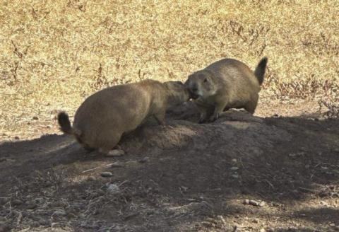 Kyletta Ray | Southwest Ledger These two prairie dogs were playing in Elmer Thomas Park on Sept. 13.