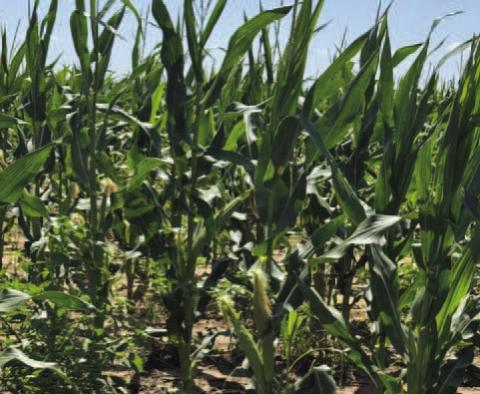 Photo by David B. Hale The recent hot temperatures in Lawton have been beneficial for crops such as this stand of corn off Southwest 82nd Street approximately half a mile south of Lee Boulevard.