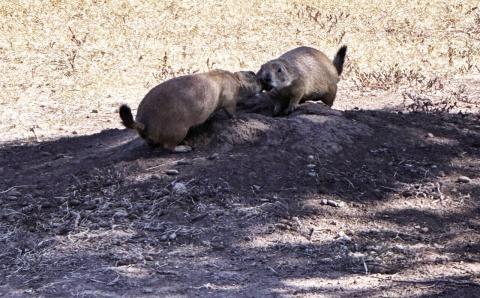 A couple of prairie dogs frolic in Lawton’s Elmer Thomas Park on Friday, Sept. 13. Kyletta Ray | Southwest Ledger