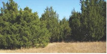 Redcedar eradication programs outlined