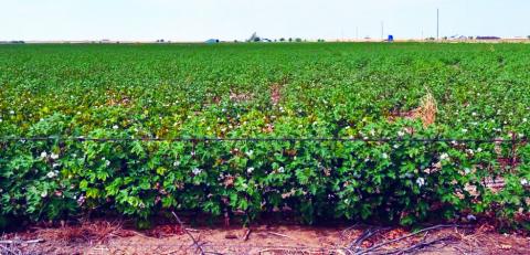 Oklahoma’s current cotton crop may be significantly larger than the 2023 crop